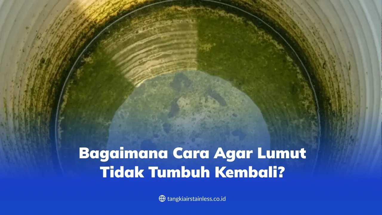 Bagaimana Cara Agar Lumut Tidak Tumbuh Kembali?